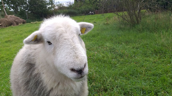 Herdwick-Schafe der Herberge Dahrendorf, c Amanda Hasenfusz (09/2023)