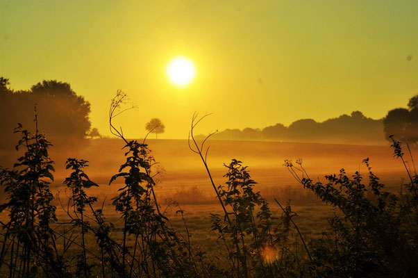 Morgenstimmung in Dahrendorf, c Amanda Hasenfusz