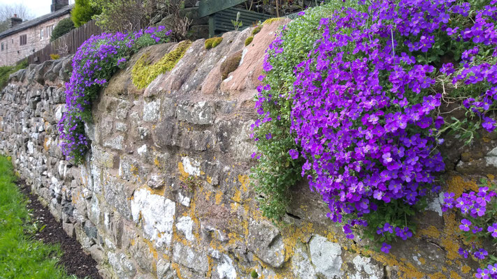 Schöne Steinmauern mit Blumen sieht man oft, hier in Greystock