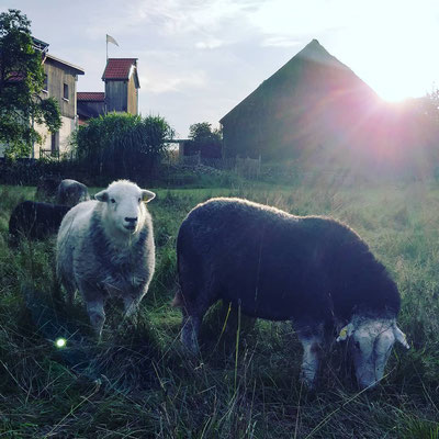 Herdwick-Schafe der Herberge Dahrendorf, c Amanda Hasenfusz (09/2023)