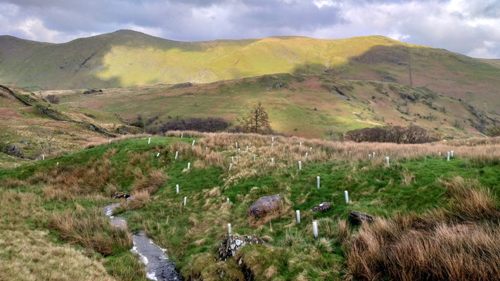 Aufforstung am Kirkstone Pass, UK, Lake District, c Amanda Hasenfusz