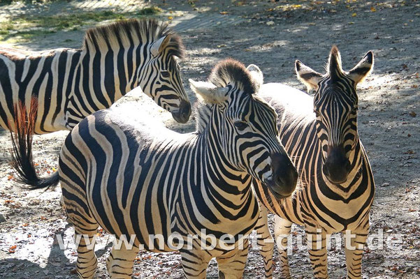 Naturzoo Rheine - Chapman Zebras