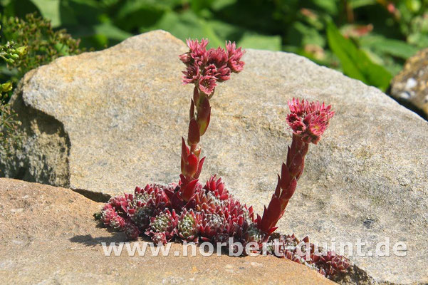 Rulle - Sempervivum