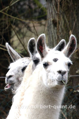 Naturzoo Rheine - Lamas