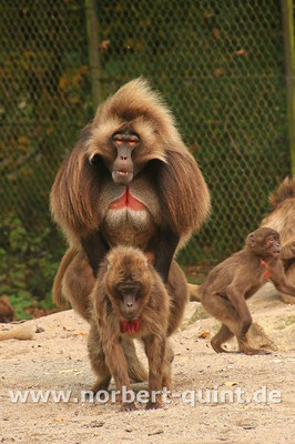 Naturzoo Rheine - Dscheladas