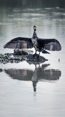 D7000  |  f/8  |  1/1000s  |  ISO-200  |  500mm  |  Neerach (CH)