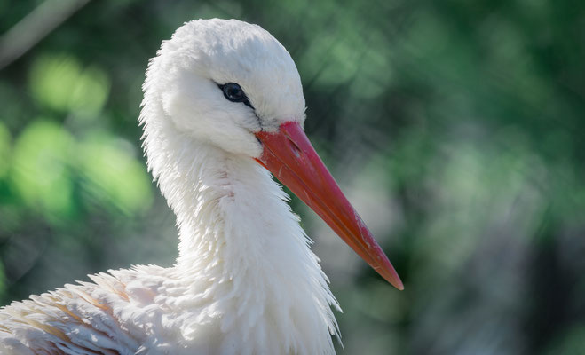 D610  |  f/11  |  1/400s  |  ISO-800  |  500mm  |  Goldau (CH)