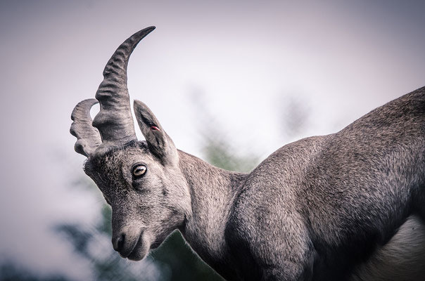 D7000  |  f/6  |  1/2000s  |  ISO-400  |  300mm  |  Aarau (CH)