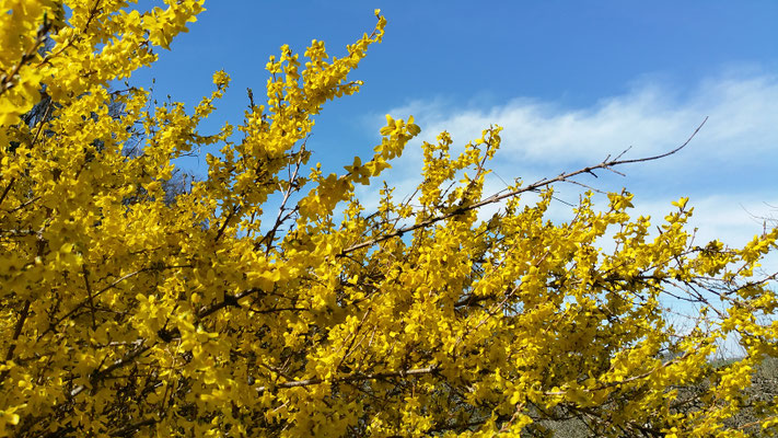 Forsythie