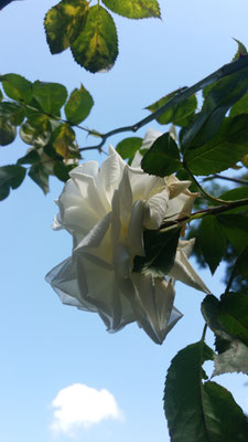 weisse Kletterrose im Juni