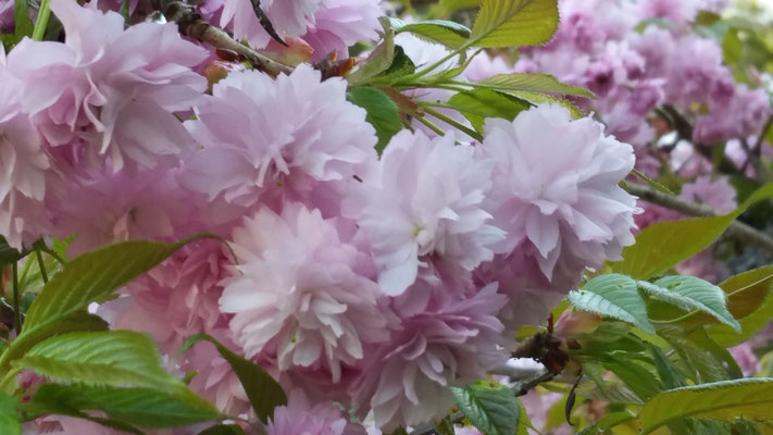Frühlings- oder Zierkirsche  im April