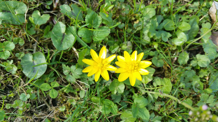 Scharbockskraut im April