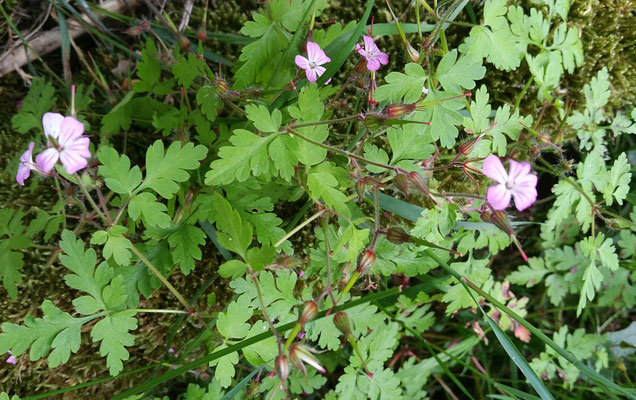 Storchenschnabel im Mai