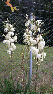 Palmlielie Ende Juni