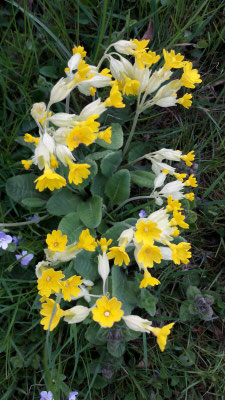 Echte Schlüsselblume im April