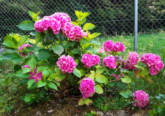 Hortensie