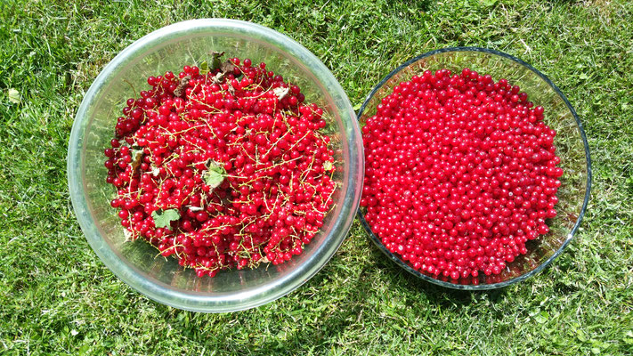 3kg Johannisbeeren 2018