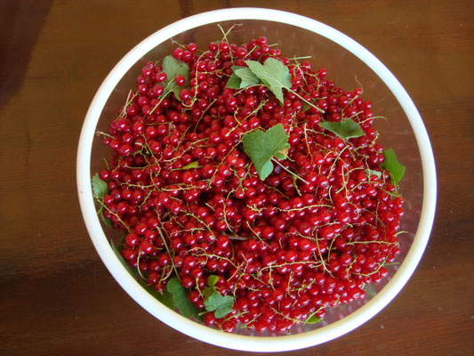 Johannisbeeren