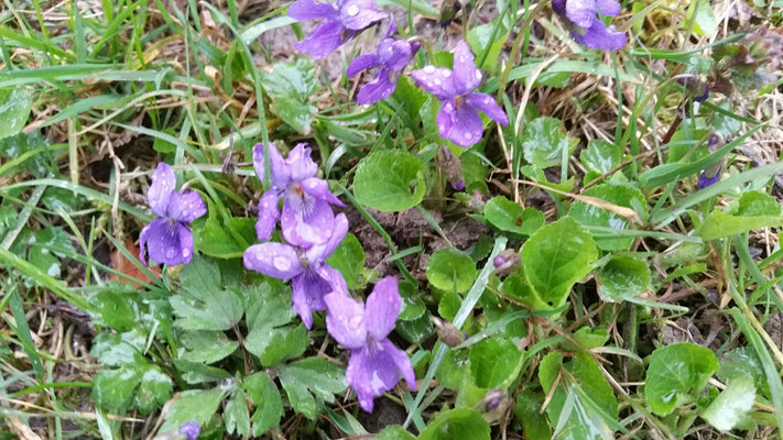 Veilchen im April
