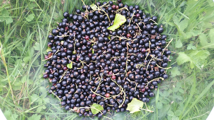 1 kg Cassis (Schwarze Johannisbeeren) 2019
