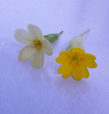 Blüte der Hohen Schlüsselblume (l.) und der Echten Schlüsselblume (r.)