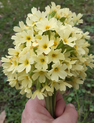 Ein Strauss Schlüsselblumen im März