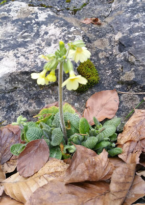 Hohe Schlüsselblume (Händschäli) im Februar