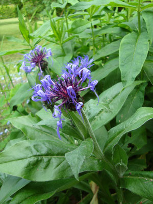 Bergflockenblume