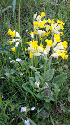 Echte Schlüsselblume im April