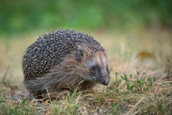 Igel - Foto: Marc Scharping