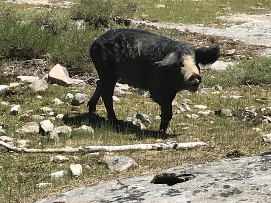 Die "Wild"-Schweine Korsikas