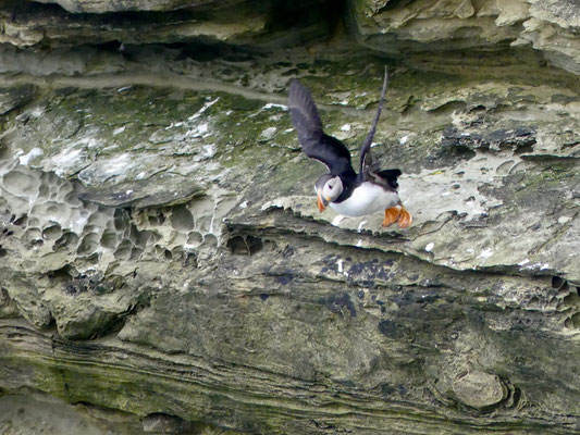 Hagis on Tour 2022 Schottland, Orkney, Brough of Birsay