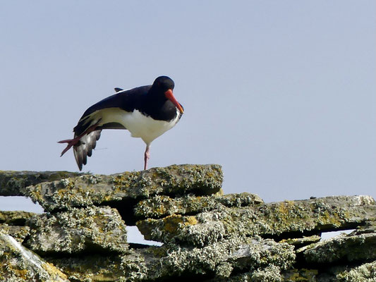 Hagis-on-Tour 2022, Shetland