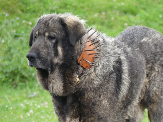 ...Wachhund für die Herde...es gibt Wölfe und rund 330 Bären in dieser Region
