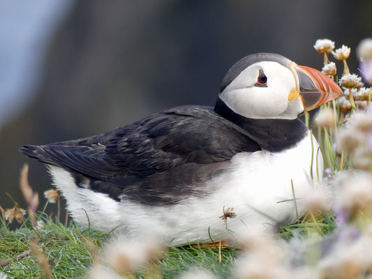 Hagis-on-Tour 2022, Shetland