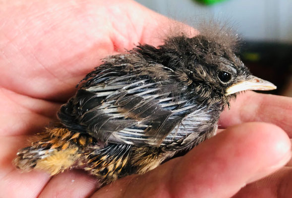 Hausrotschwanz Nestling – Foto: Andrea Schwarz