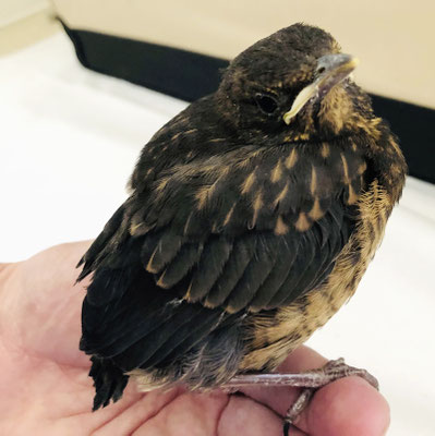 Amsel-Ästling – Foto: Andrea Schwarz