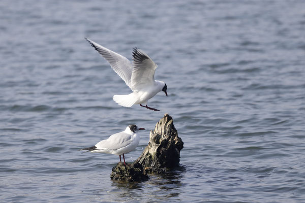 Foto: Gunther Bieser