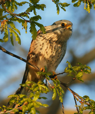 Foto: Christoph Elsner