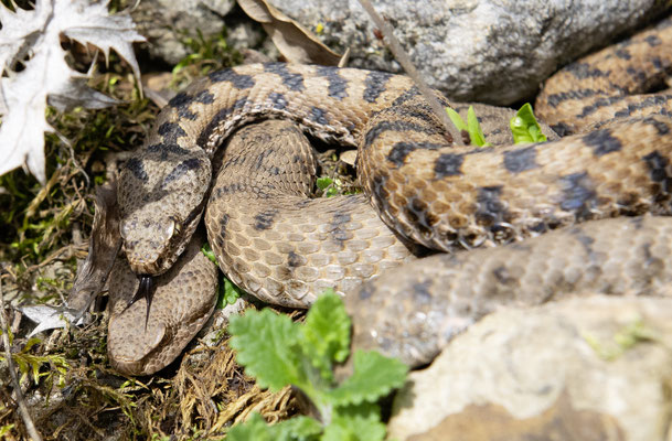 Oben Männchen, unten Weibchen – Foto: Andrea Schwarz