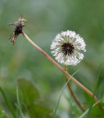 Löwenzahn – Foto: Christoph Elsner