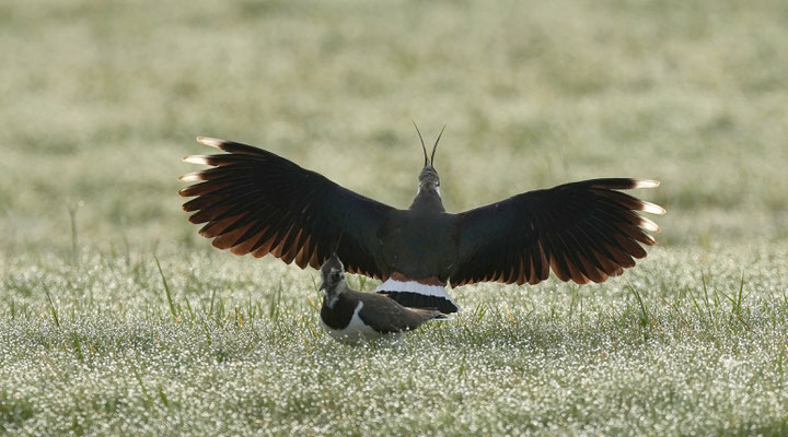 Bei der Balz – Foto: Christoph Elsner