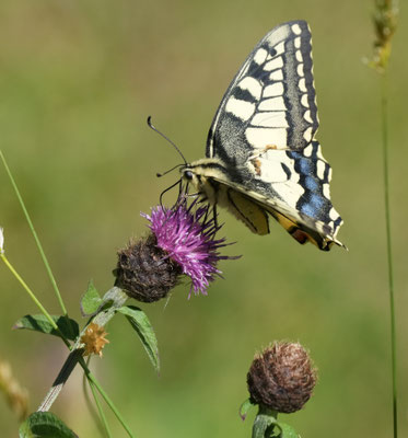 Schwalbenschwanz – Foto: Christoph Elsner