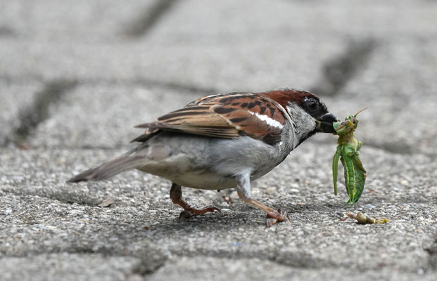 Foto: Christoph Elsner