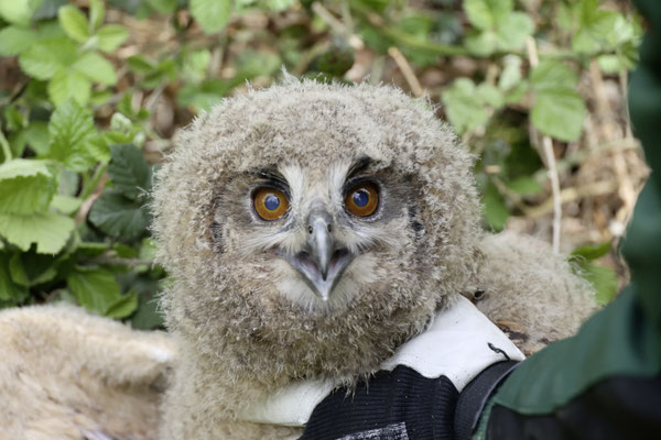 Jungvogel beim Beringen – Foto: Christoph Elsner