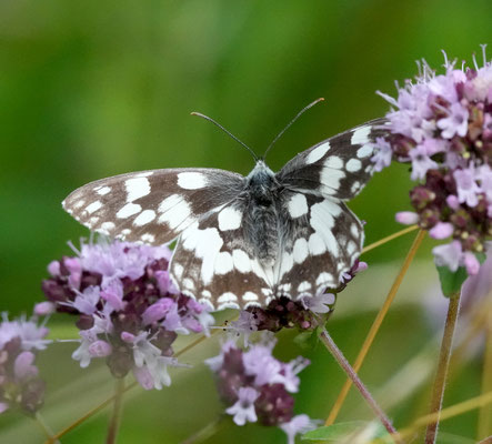 Schachbrettfalter – Foto: Christoph Elsner