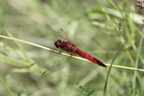 Feuerlibelle – Foto: Gunther Bieser
