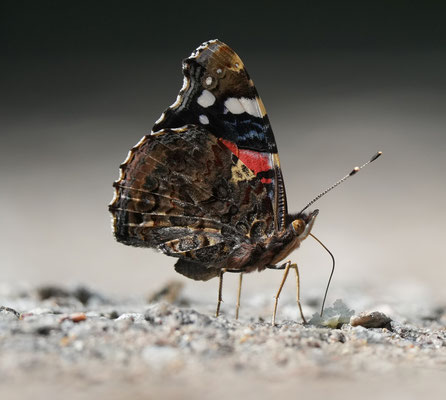 Admiral – Foto: Christoph Elsner