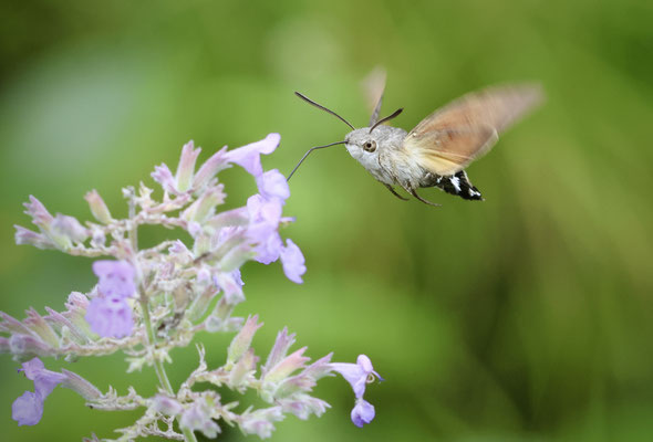 Taubenschwänzchen – Foto: Gunther Bieser