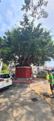Baum-Tempel im Liu-Dorf